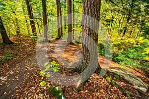 Autumn Forest Hiking Trail