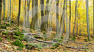 Autumn forest on the hillside.