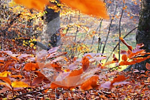 Autumn in forest, lake and leaves