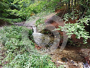 Autumn forest landscape