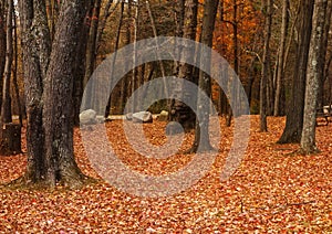 Autumn Forest Landscape