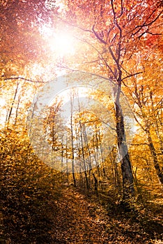 Autumn forest landscape