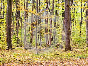Autumn forest landscape in Baneasa forest near Bucharest, Romania