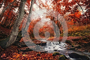 Autunno foresta bellissimo baia un piccolo ponte. stregato autunno nebbioso faggio foresta foglie un Freddo baia 