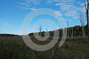 Autumn. forest landscape. Blue sky and trees with yellow leaves and no leaves. Horizon. natural background of Russia