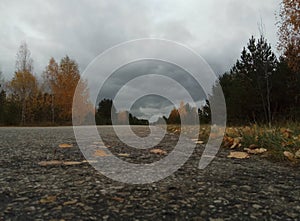 Autumn. forest landscape. Blue sky and trees with yellow leaves and no leaves. Horizon. natural background of Russia