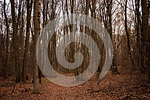 Autumn forest. Landscape with blurry cloudy autumn forest. Dry leaves in the foreground. Trail surrounded by old trees