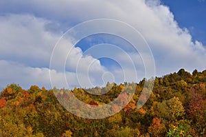 Autumn forest landscape