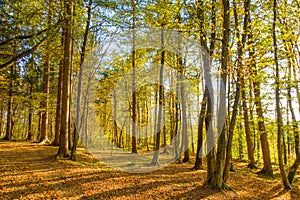 Autumn forest landscape with colorful fall foliage in orange and yellow