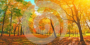 Autumn forest landscape. Gold color tree, red orange foliage in fall park. Nature change scene. Yellow wood in scenic sc