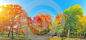 Autumn forest landscape. Gold color tree, red orange foliage in fall park. Nature change scene. Yellow wood in scenic sc