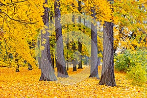 Autumn forest landscape. Gold color tree, red orange foliage in fall park.