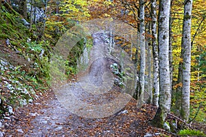 Autumn forest landscape in the National Park of Triglav, Slovenia