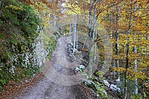 Autumn forest landscape in the National Park of Triglav, Slovenia