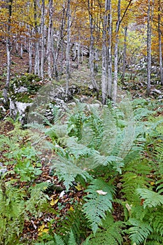 Autumn forest landscape in the National Park of Triglav, Slovenia