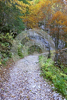 Autumn forest landscape in the National Park of Triglav, Slovenia