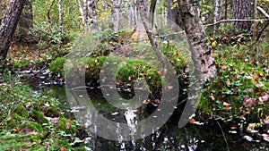 autumn forest landscape, panorama, stream in the foreground