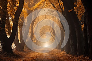 Autumn forest landscape with path autumn leaves and warm light illuminates the golden foliage. Footpath in autumn forest nature