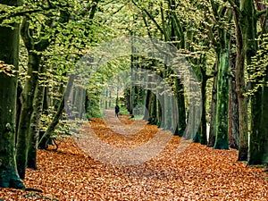 Autumn forest landscape scene.