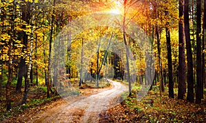 Autumn forest landscape on sunny bright day. Vivid sunbeams through trees in forest. Colorful nature at fall season.