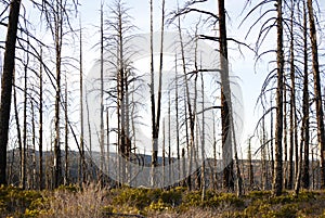 Autumn forest landscape with trees after fire