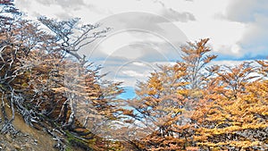 Autumn forest landscape, ushuaia, argentina