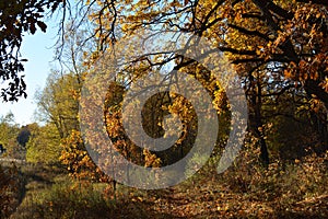 Autumn forest landscape with walking path under branches of oak tree with golden leaves