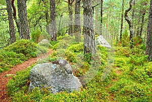 Autumn forest landscape with walkway