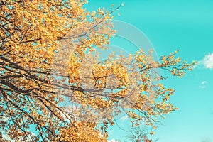 Autumn forest landscape yellow leaves blue sky