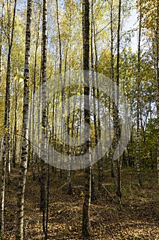 Autumn forest with a large number of birch trees