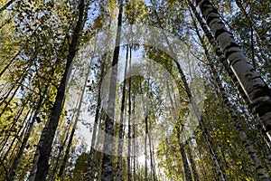 Autumn forest with a large number of birch trees