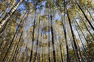 Autumn forest with a large number of birch trees