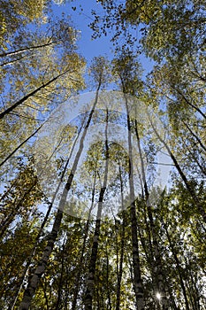 Autumn forest with a large number of birch trees