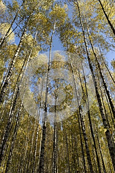 Autumn forest with a large number of birch trees