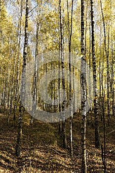 Autumn forest with a large number of birch trees