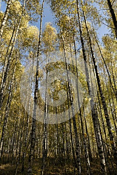 Autumn forest with a large number of birch trees