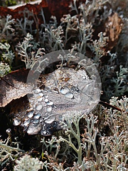 Autumn in the forest.leave with a rain drops