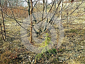 Autumn forest. The leaves of the grass and the trees turned yell