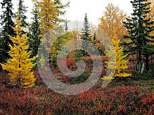 Autumn forest. The leaves of the grass and the trees turned yell