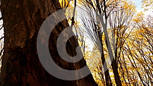 Autumn forest.The leaves of the trees turn yellow in the park.Colorful autumn leaves covering forest floor.