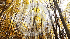 Autumn forest.The leaves of the trees turn yellow in the park.Colorful autumn leaves covering forest floor.