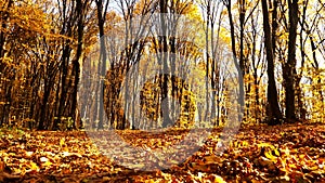 Autumn forest.The leaves of the trees turn yellow in the park.Colorful autumn leaves covering forest floor.