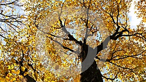 Autumn forest.The leaves of the trees turn yellow in the park.Colorful autumn leaves covering forest floor.