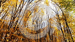 Autumn forest.The leaves of the trees turn yellow in the park.Colorful autumn leaves covering forest floor.