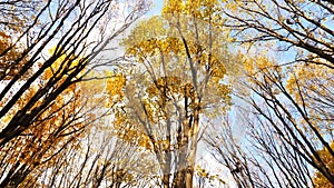Autumn forest.The leaves of the trees turn yellow in the park.Colorful autumn leaves covering forest floor.