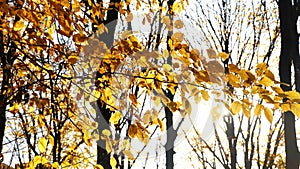 Autumn forest.The leaves of the trees turn yellow in the park.Colorful autumn leaves covering forest floor.