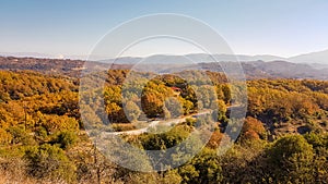 autumn forest in Leptokarya Thesrpotias