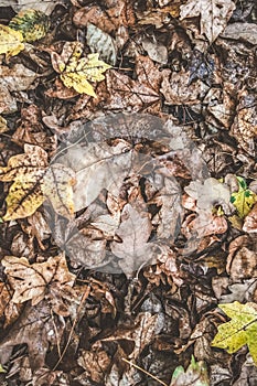 Autumn forest litter of fallen leaves of different colors - yellow, brown, dry, carpet of leaves