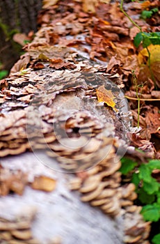 Autumn forest log of fallen birch in mushrooms and autumn leaves