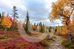 Autumn Forest in Lulea, Sweden